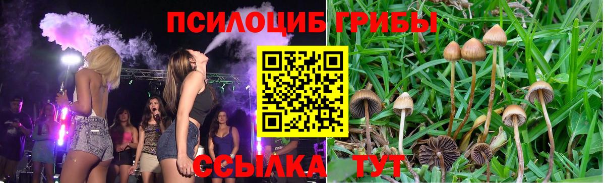 Псилоцибиновые грибы прущие грибы Петропавловск-Камчатский